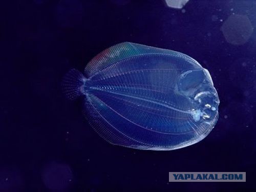 Марианская впадина