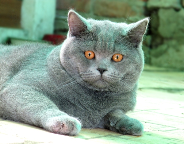 Котовторник 24.06.2014