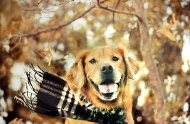 Собакочетверг..