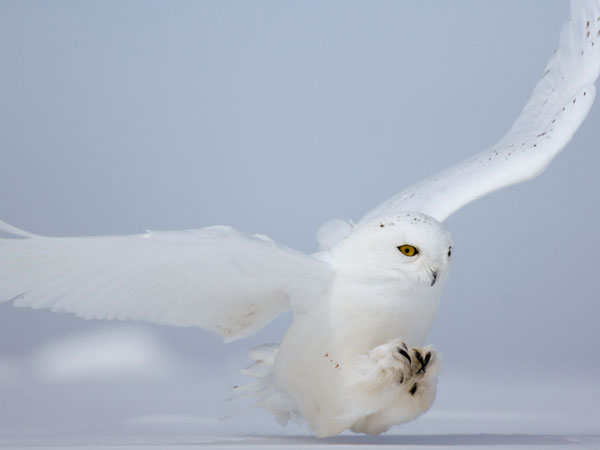 2015 - год белой совы