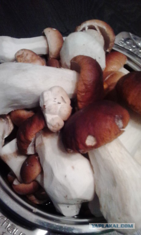 Вспомним лето! Вылазка за грибами.