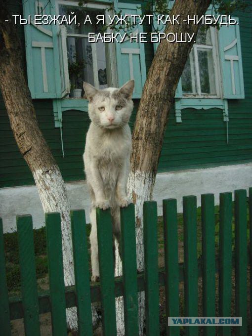 Возьмите нас собой в поездку, ну пожалуйста !