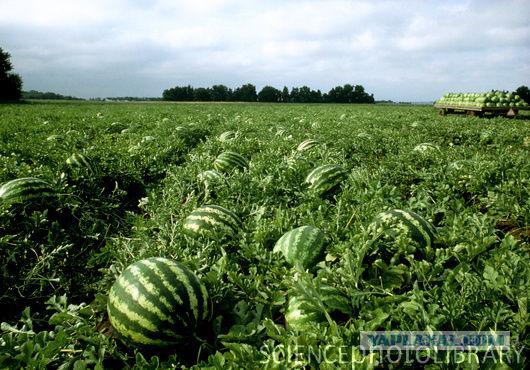 Как выглядят 19 популярных продукта