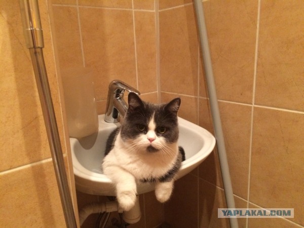 Котовторник 31.03.2015