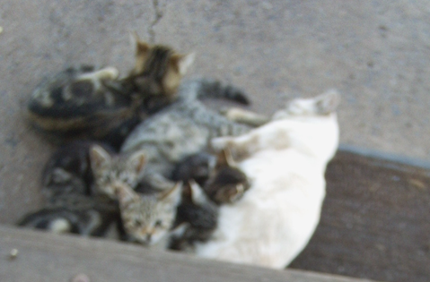 Котовторник 28.04.2015