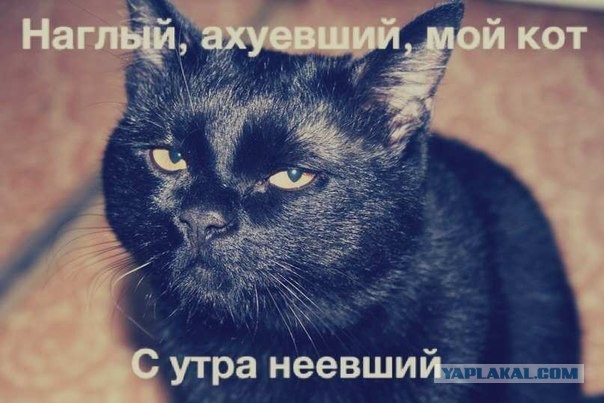 36 тысяч коту под хвост....