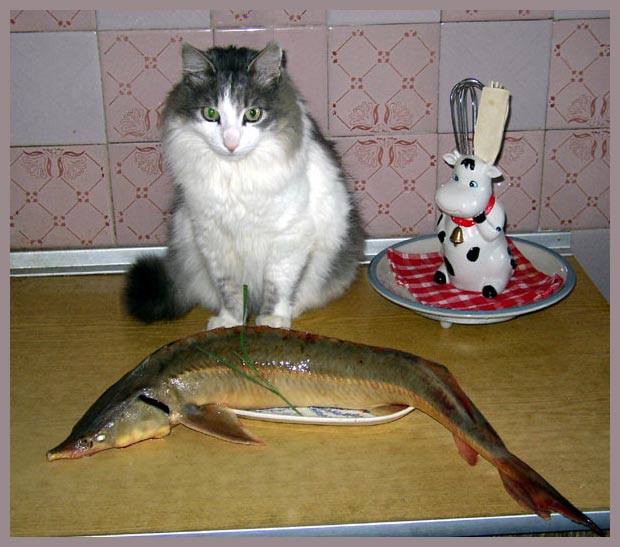 Коты, кошки, котята