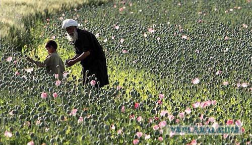 Транспорт мексиканских наркокартелей