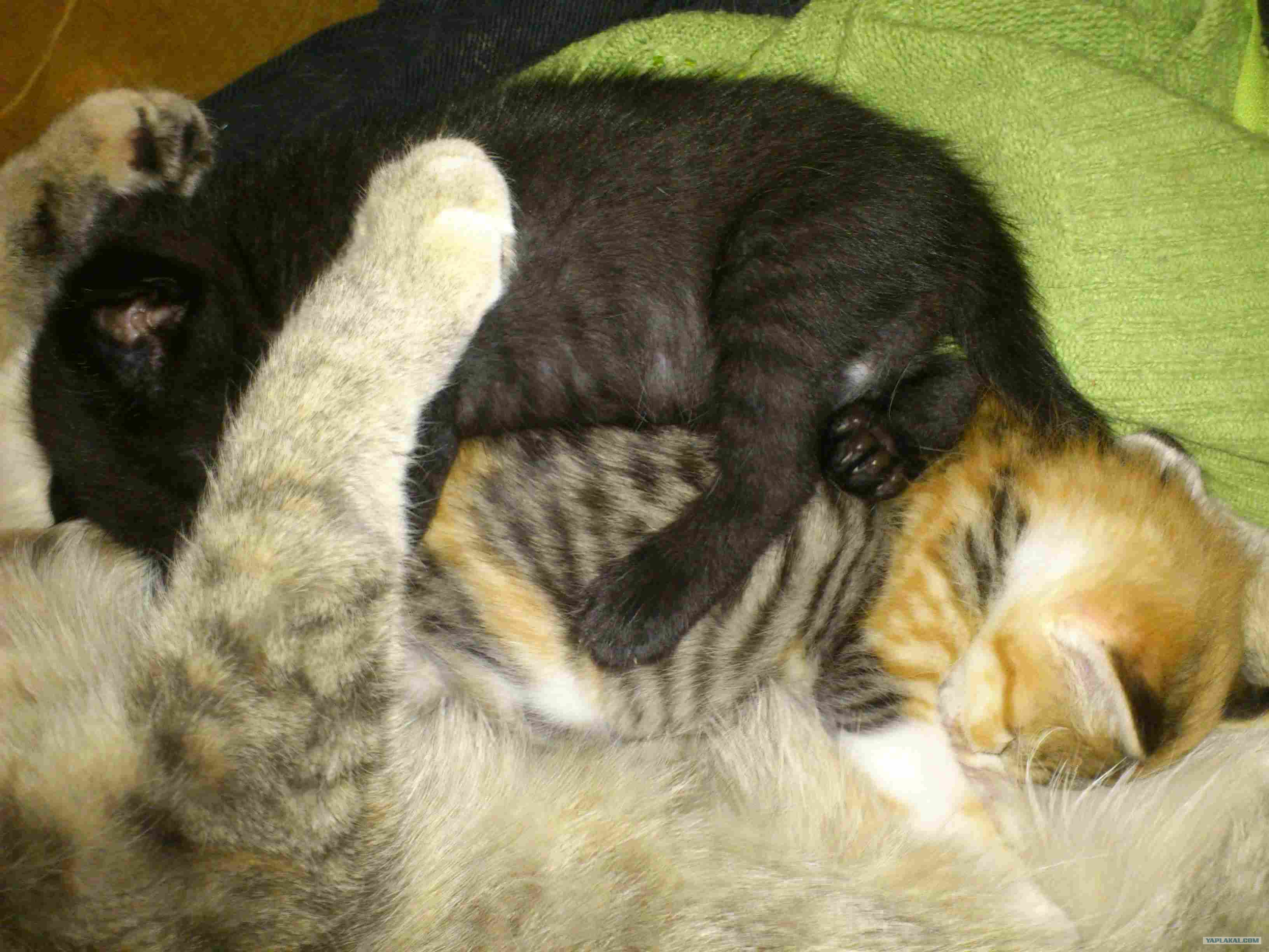 Кошка рожает котят во сне. К чему снятся рождающиеся котята