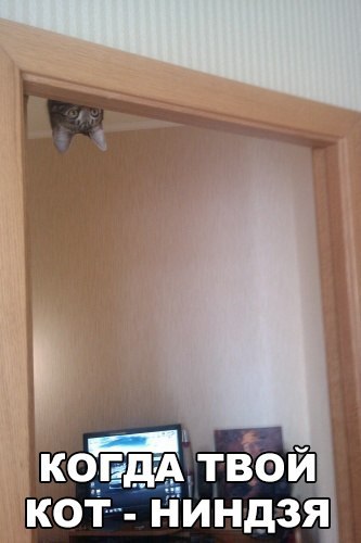 Прикольные животные