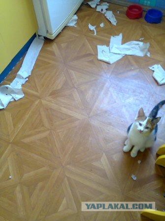 Еще один найденыш к которвторнику