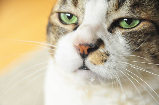 Коты из сети