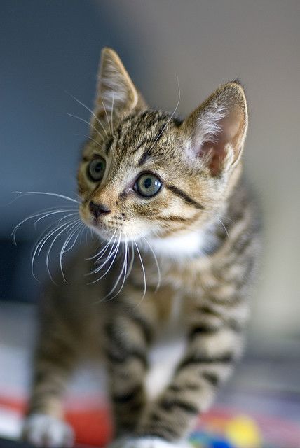 Коты из сети