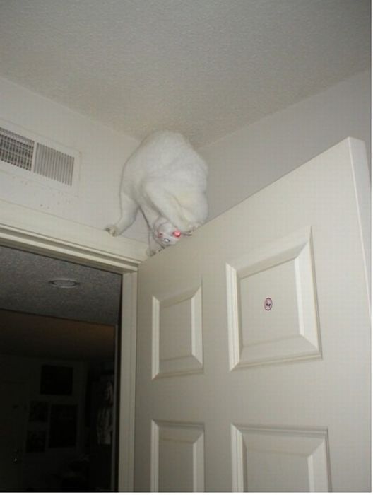 Коты и Кошки
