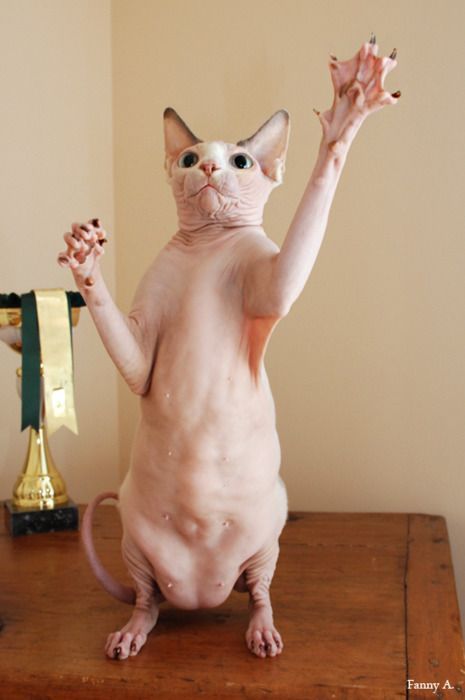 Коты и Кошки