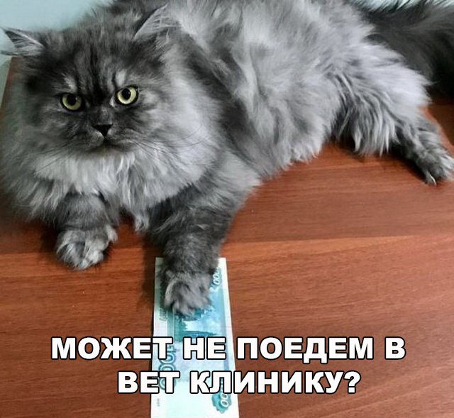 Коты и Кошки