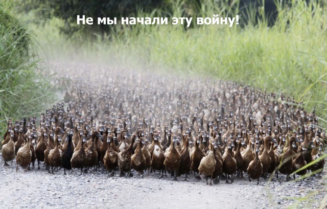Немного позитива - гусь против слона