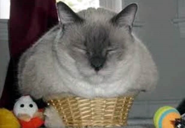 Коты и Кошки