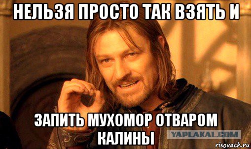 Грибной сомелье