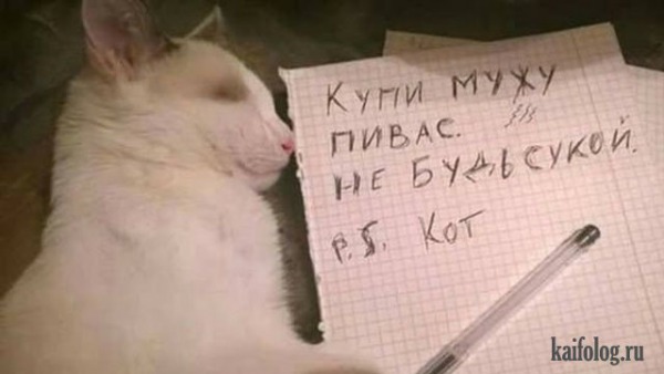 А не открыть бы нам котовторник 03.04.2018