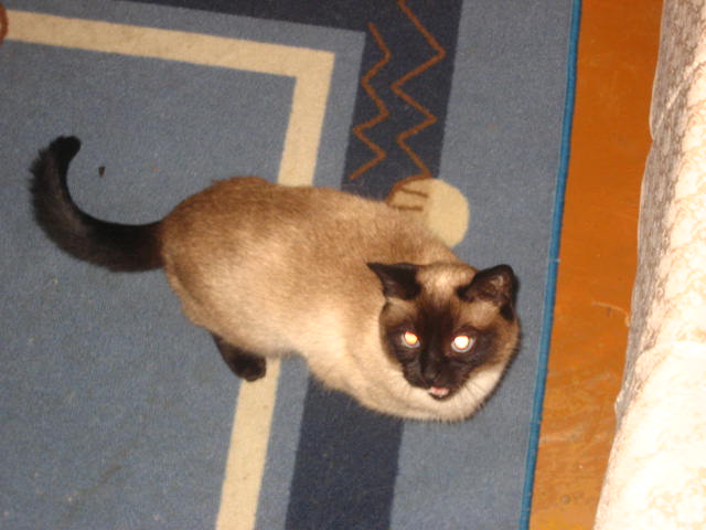 Коты на вторник на ЯПлакалъ (07.10.2008)