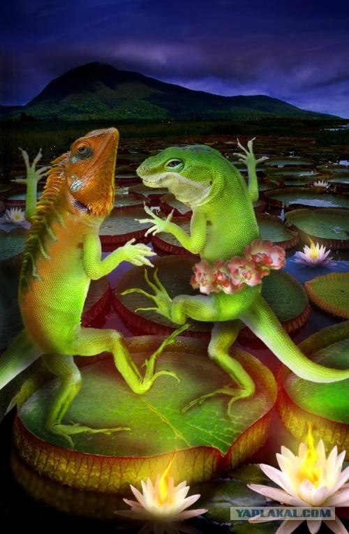 Животное искусство танца