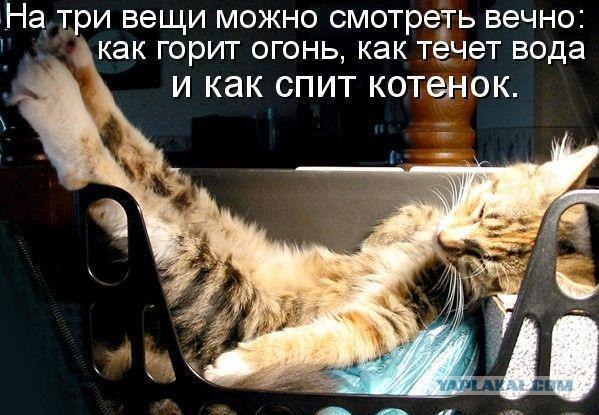 Ура, котовторник!