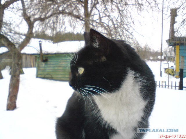 Котовторник 06.09.11