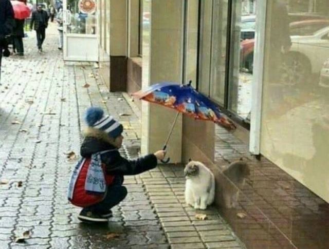 Прикольных котов пост
