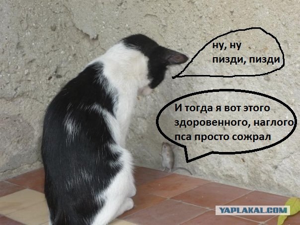 Счастливая история или сытый кот