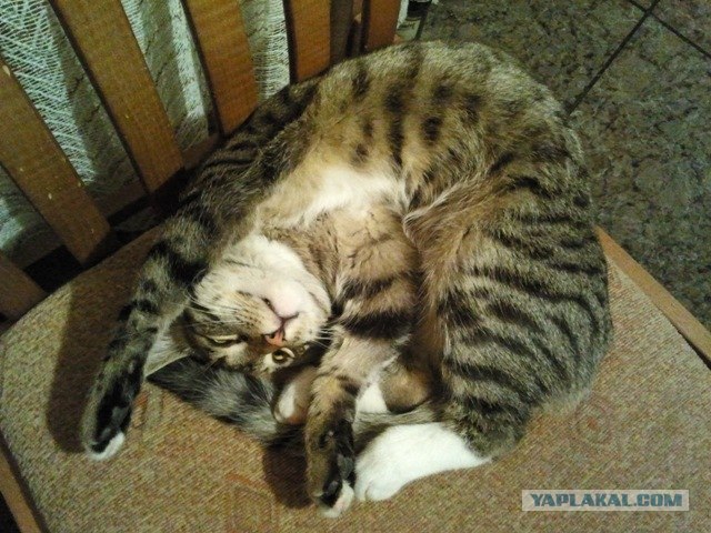 Котовторник  12. 06. 2012