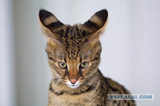 Не твоя