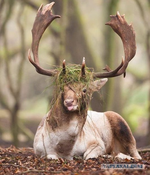 Кролик хотел чихнуть