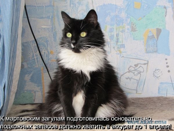 Котовторник 12.02.13