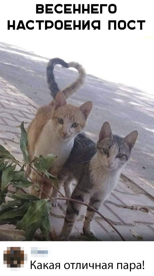 Забавные фото котеек