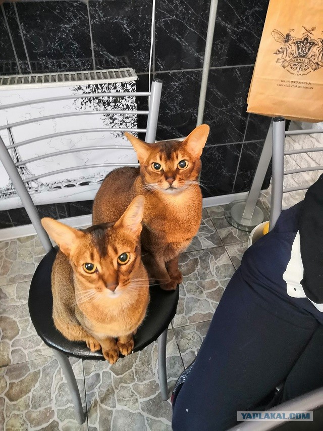 Мой котяра!
