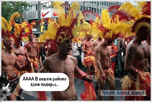 Фотожаба: Кот