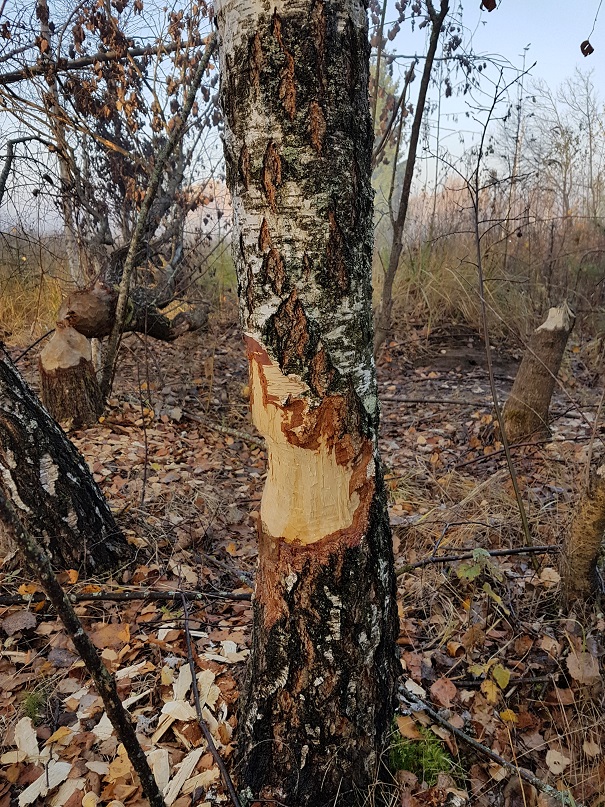 "Если бы не "запасы", прокусил бы до кишки"