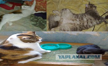 Котэ и рок едины