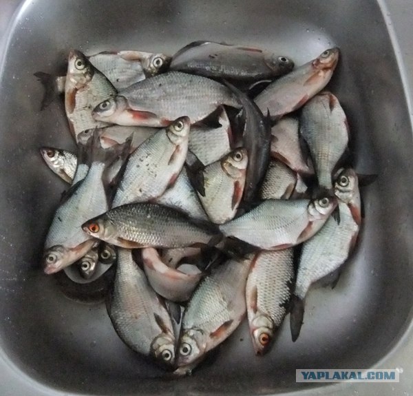 Моя первая рыбалка...