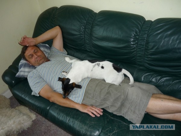 А как вы спите с котиком?