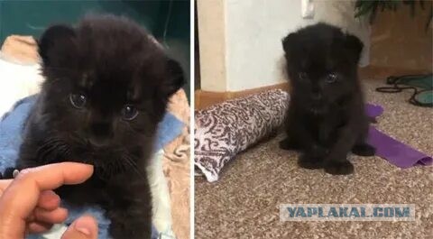 Хотите почесать пузо леопарду? Чешите!