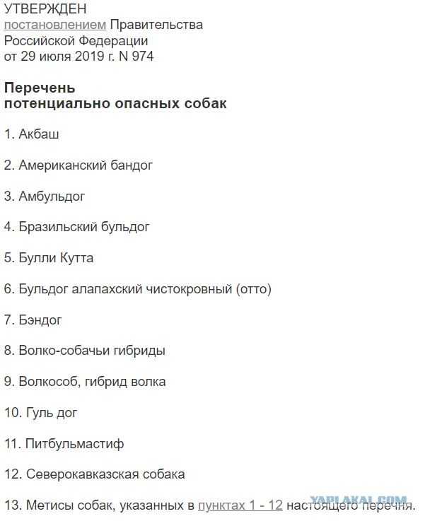 Петербуржца избили при детях за просьбу выгуливать бойцовскую собаку в наморднике