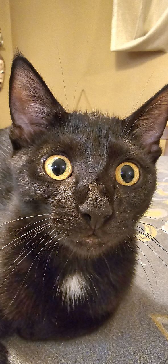 Дата в истории - "Сайгон" и "Спокойной Ночи, Малыши"