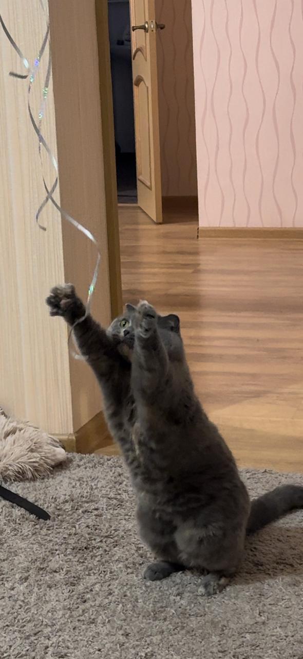 Совпало с котовторником.