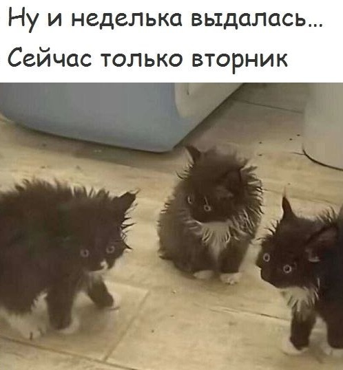 К котовторнику: подборка картинок-баянов с котиками и про котиков. Выпуск 8