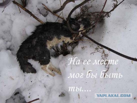 Ликбез по кошачьим породам.