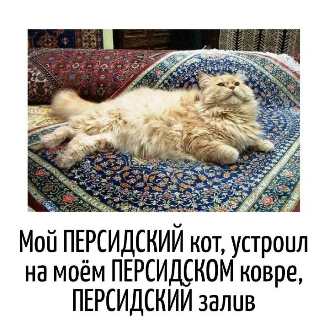 К котовторнику: подборка картинок-баянов с котиками и про котиков. Выпуск 26.