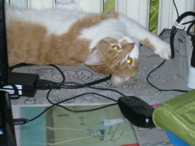 Котейка, который не знает как лежат котейки