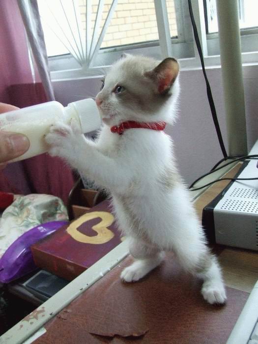 Котовторник 4.02.2014
